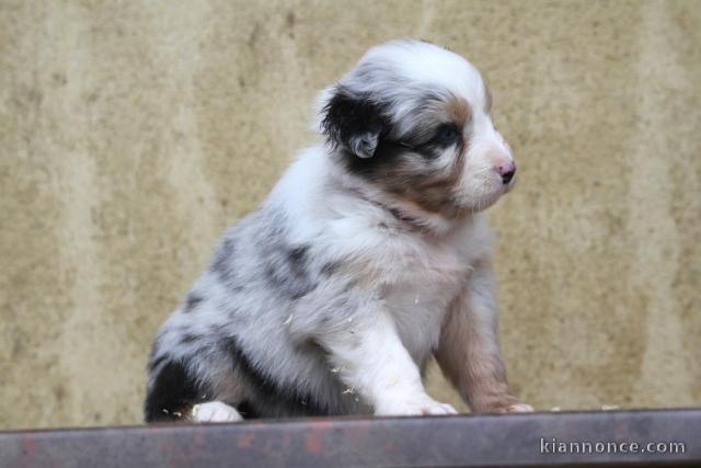 Magnifique chiot berger australien disponible 