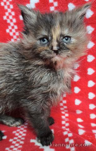 adorable chaton Maine coon disponible 