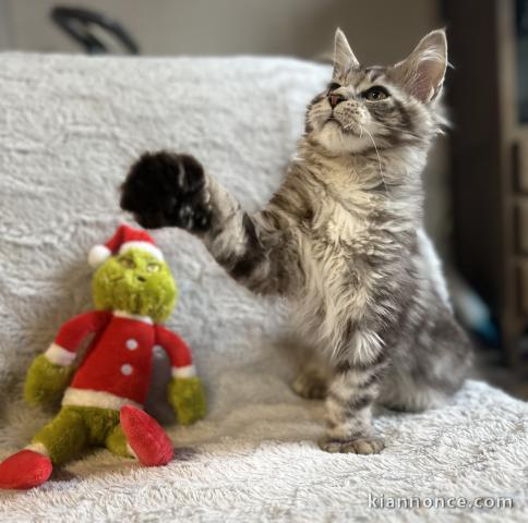 adorable chaton Maine coon disponible 