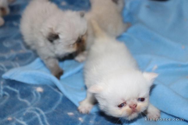 bébé chaton persan disponible 