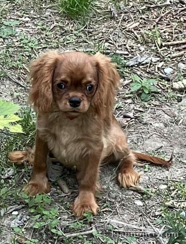 chiot cavalier king charle disponible 