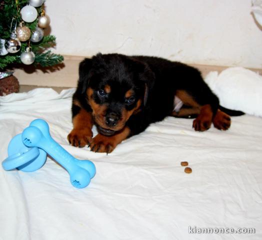 bébé chiot rottweiler à donner 