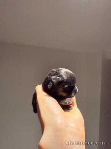 chiot spitz allemand race pure 