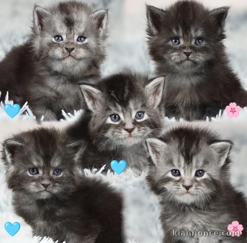 chaton Maine coon disponible 