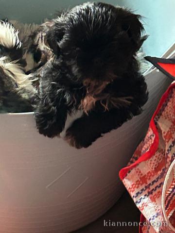 chiot Shih Tzu a donner 