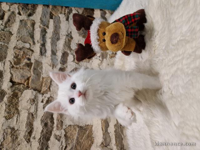 Bébé chaton maine coon mâle a donner 