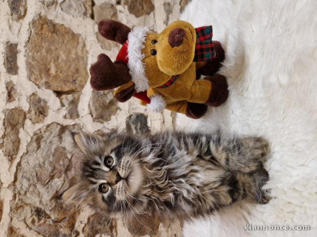 Adorable chaton Maine coon 