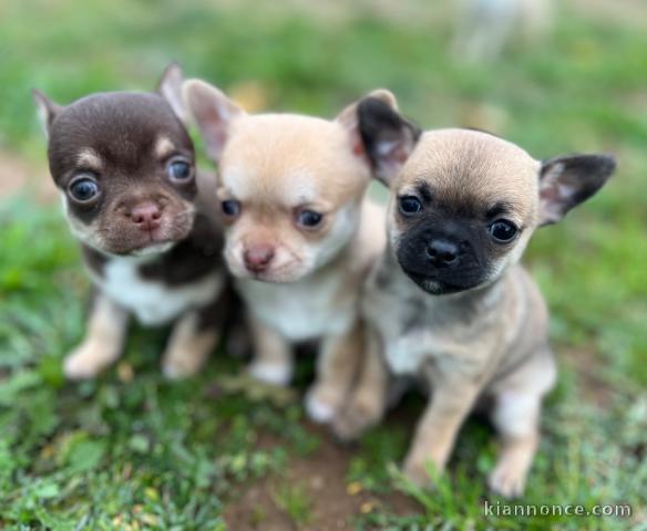 Chiots chihuahua adorable 