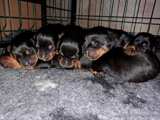 Dons chiot rottweiler disponible 