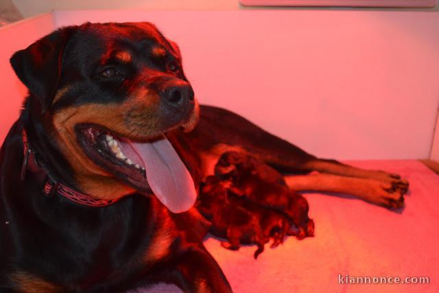 adorable chiot rottweiler disponible 