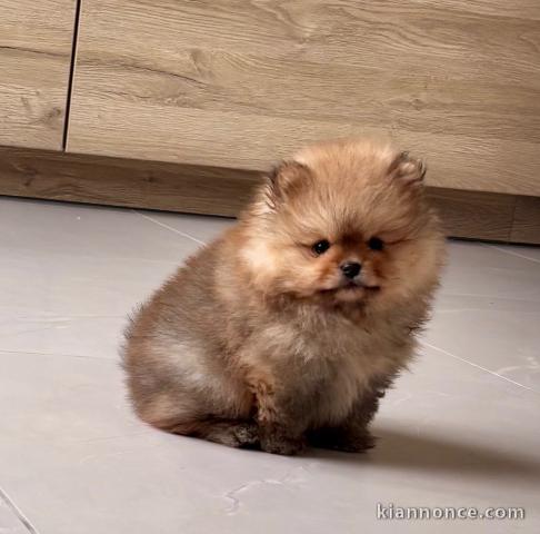 Bébé chiot spitz allemand disponible 