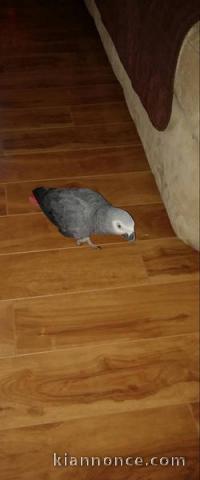 Perroquet gris du Gabon disponible 