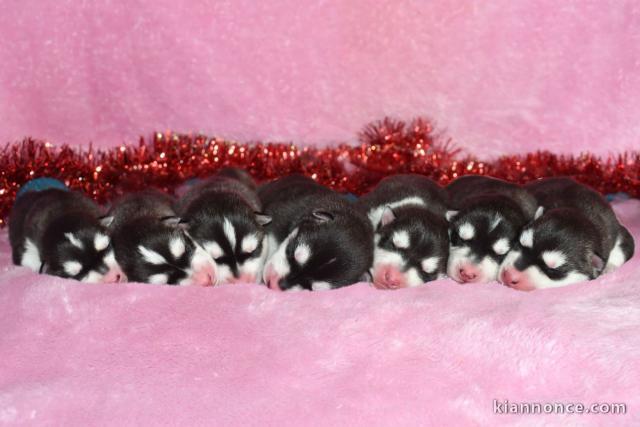 Dons chiot husky sibérien adorable 