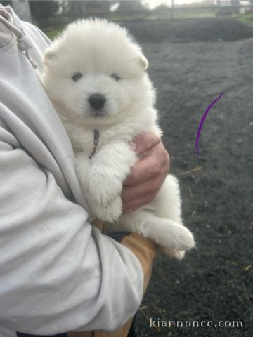 magnifique chiot samoyède a donner 