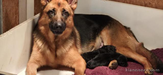 annonce chiot berger allemand 