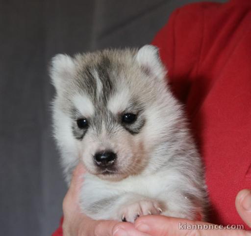 chiot husky sibérien à donner 