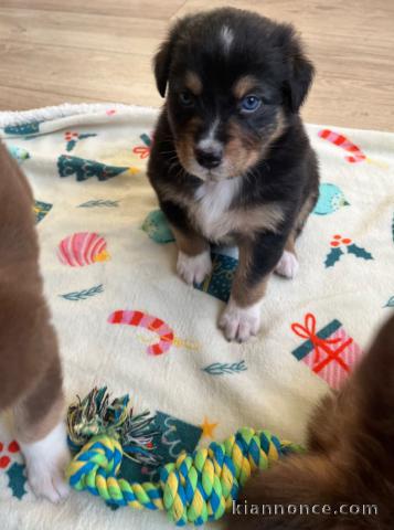 bébé chiot berger australien adorable 