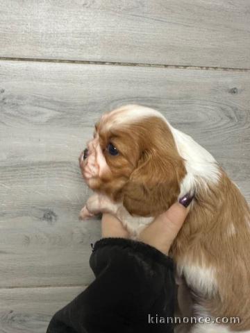 je donne chiot cavalier king charle disponible 
