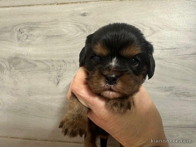 adoption chiot cavalier king charle 
