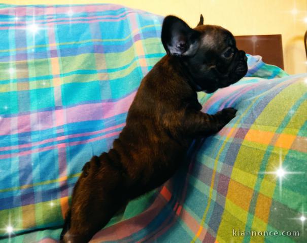 magnifique chiot bouledogue français 