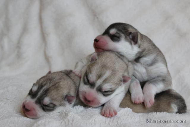 magnifique chiot husky sibérien 