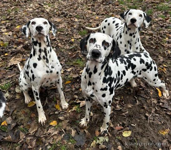 adorable chiot dalmatien magnifique 