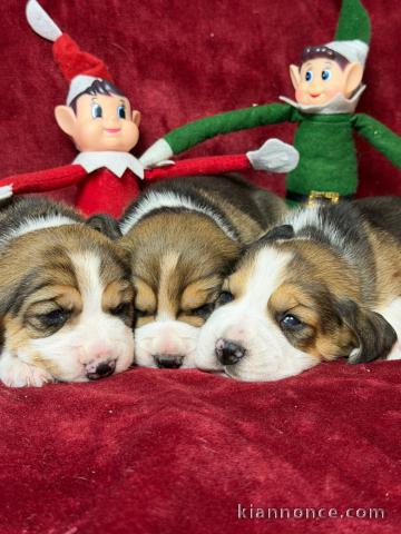 je donne chiot beagle disponible 