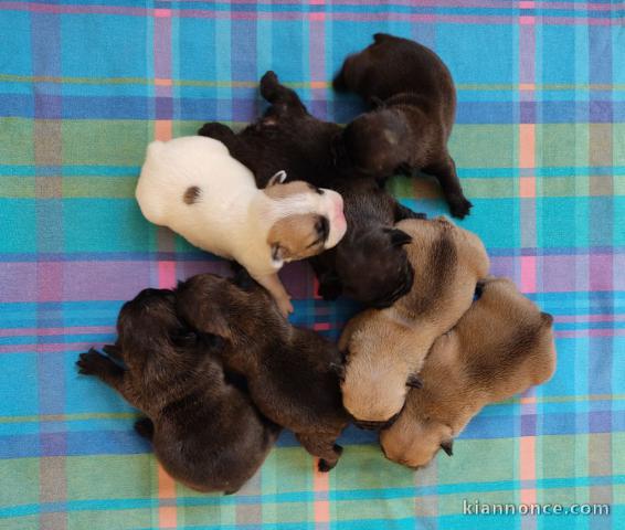 Dons chiot bouledogue français 