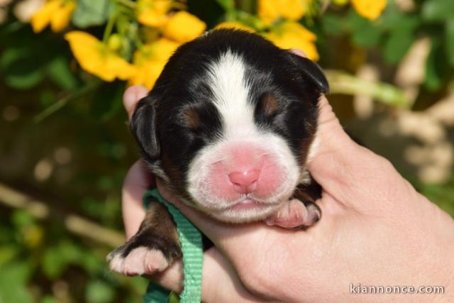 chiot bouvier bernois a donner 