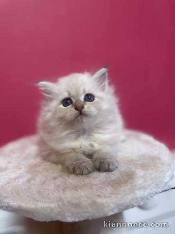 magnifique chaton sibérien a donner 