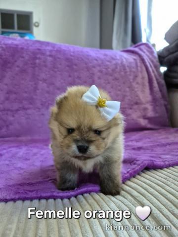 magnifique chiot spitz allemand 