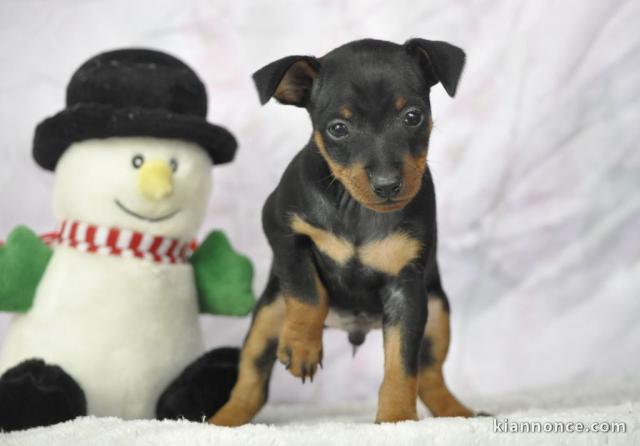 annonce chiot pinscher nain 