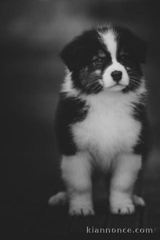 je donne chiot berger australien 