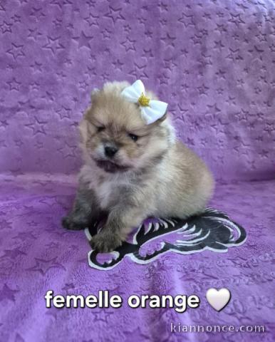 bébé chiot spitz allemand race pure 