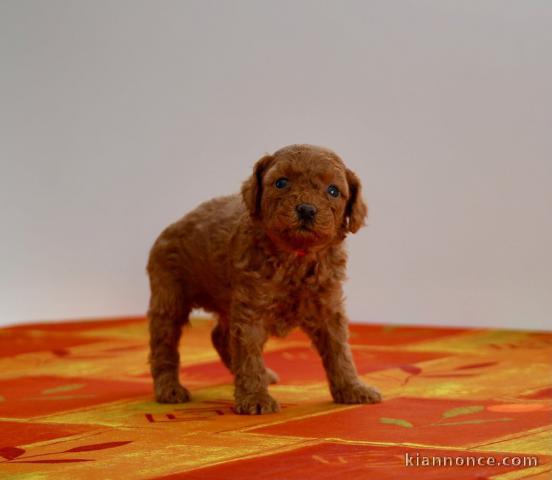 chiot caniche disponible pour adoption 