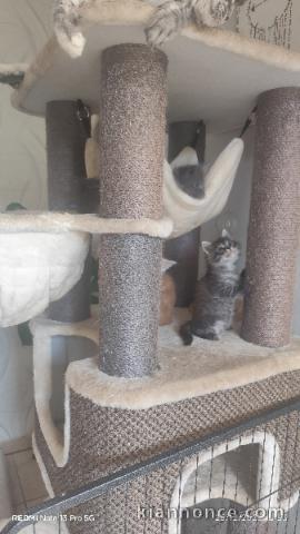 Chaton Maine coon femelle a donner 