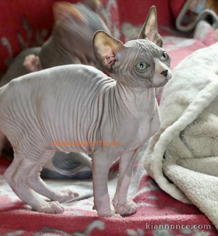 Chaton sphynx disponible pour adoption 