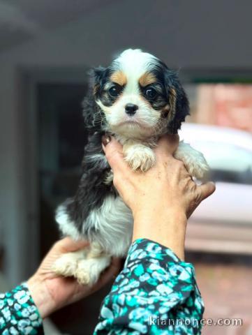 adorable chiot cavalier king charle femelle 