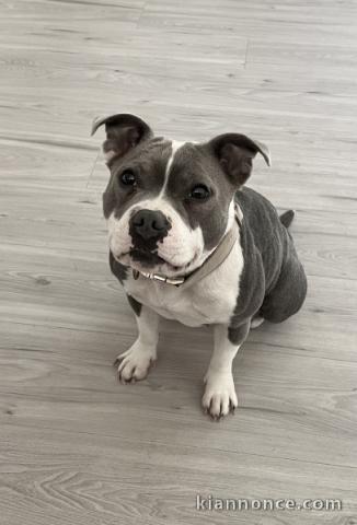 chiot Staff pour bonne maman 