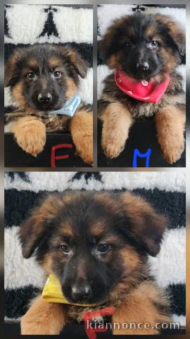 chiot type berger allemand lof 