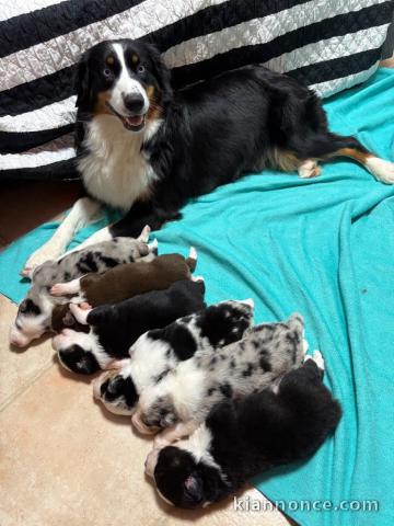 adorable chiot berger australien à réserver 