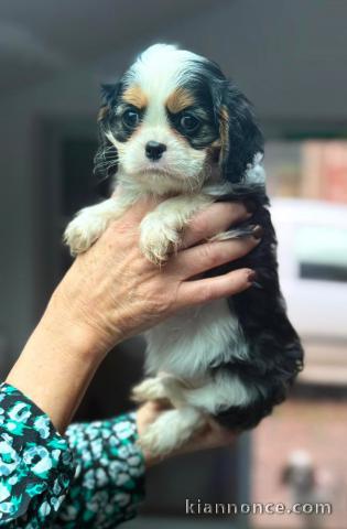 Adorable chiot cavalier king charle à adopter 