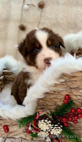 Adorable chiot berger australien 