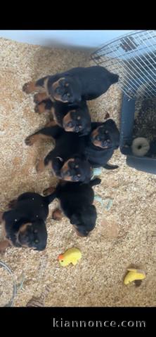 Adoption chiot rottweiler disponible 