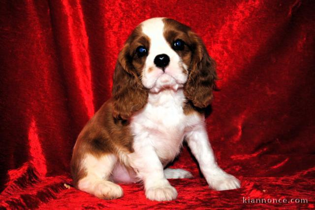 Chiot cavalier king charle femelle a donner 