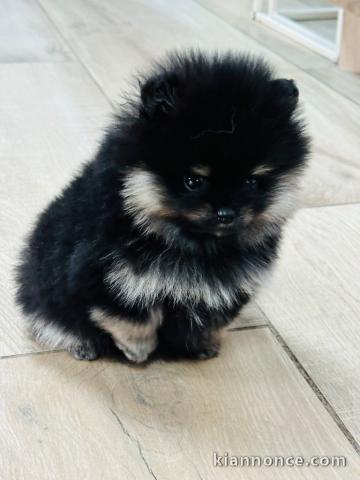 Chiot spitz allemand race pure 