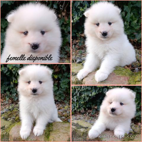 Magnifique chiot samoyède a donner 