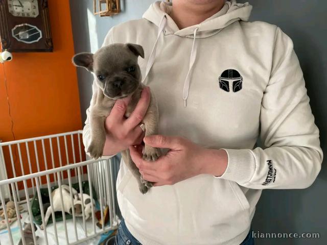 Bébé chiot bouledogue français à donner 
