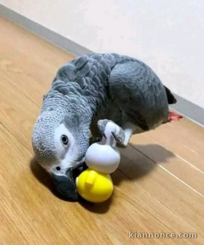 Je donne perroquet gris du Gabon 