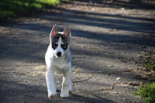 Chiot husky sibérien mâle a donner 